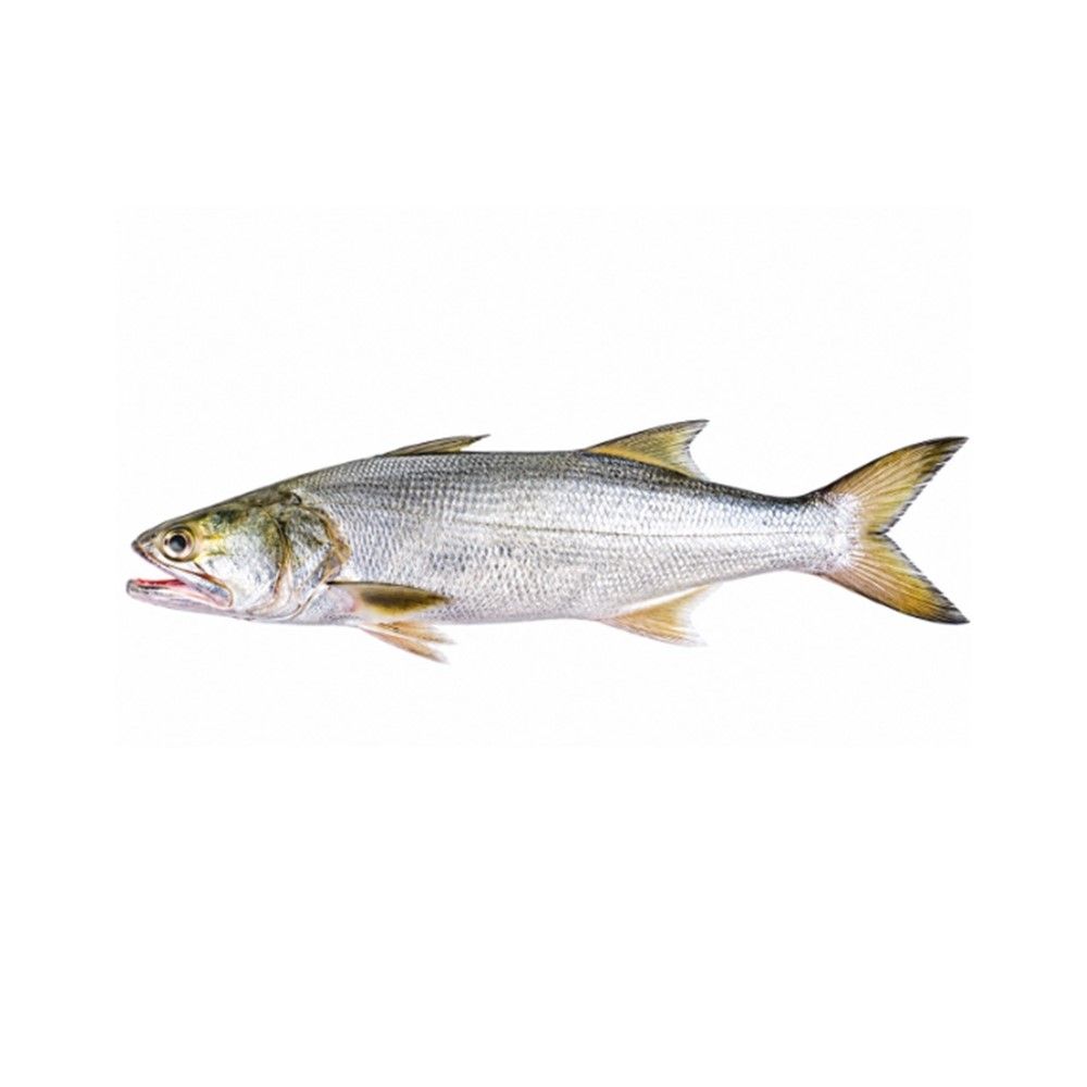 THREADFIN KG