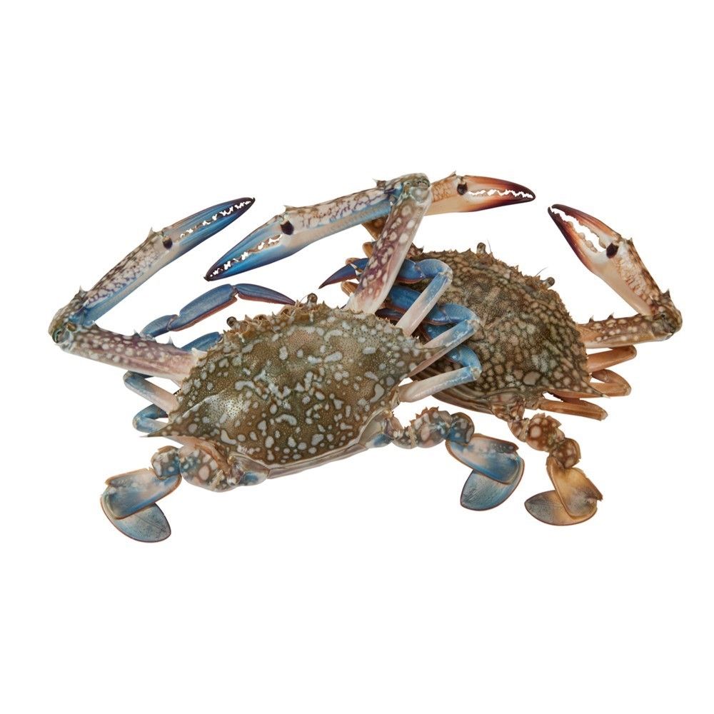 BLUE CRAB SIZE M KG