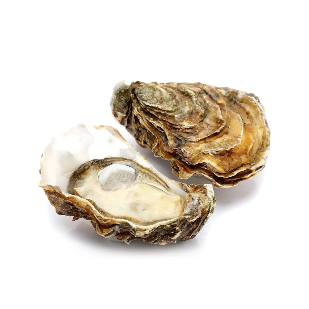 FINE DE CLAIRE OYSTER NO. 2