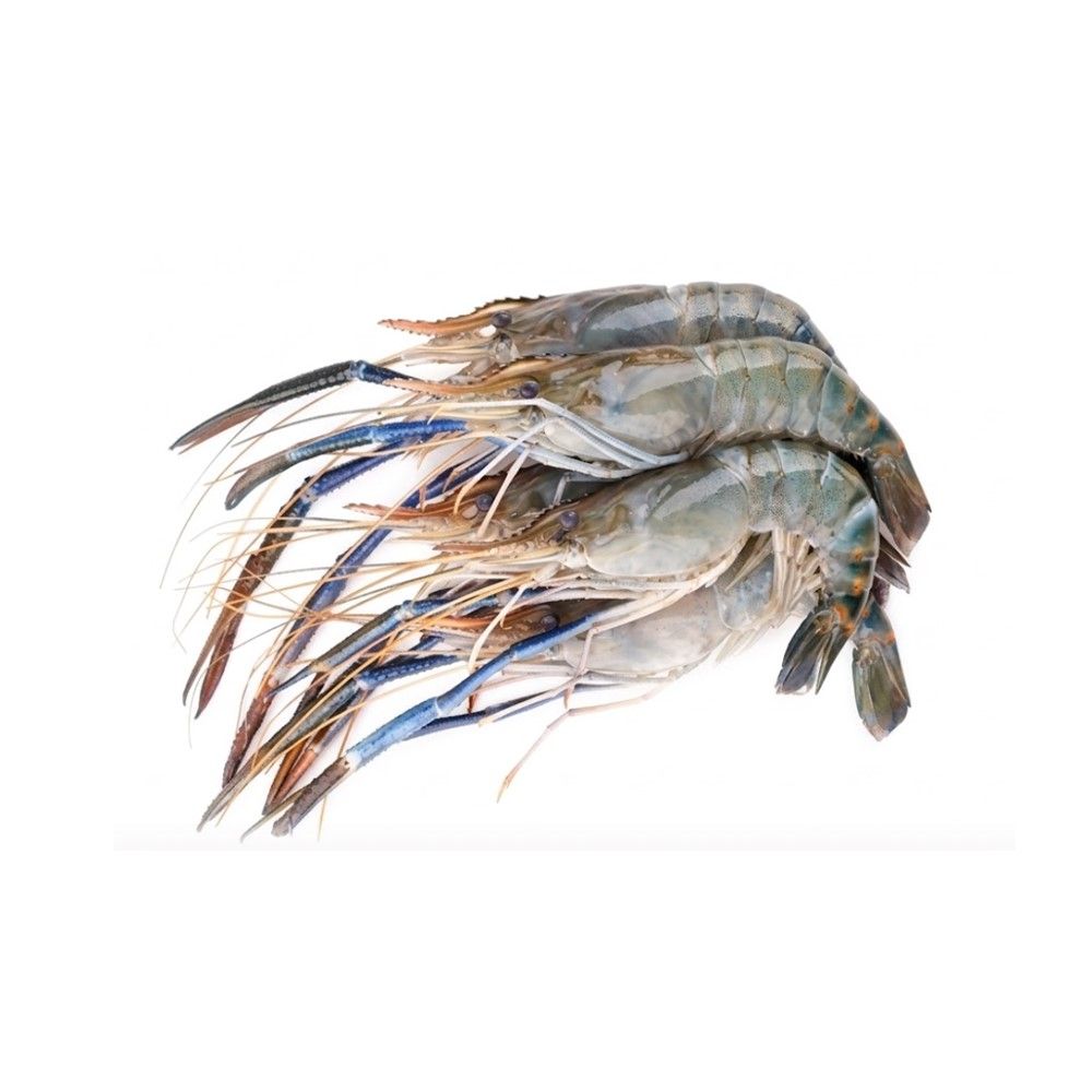 FRESHWATER PRAWN 8-10 PCS. KG