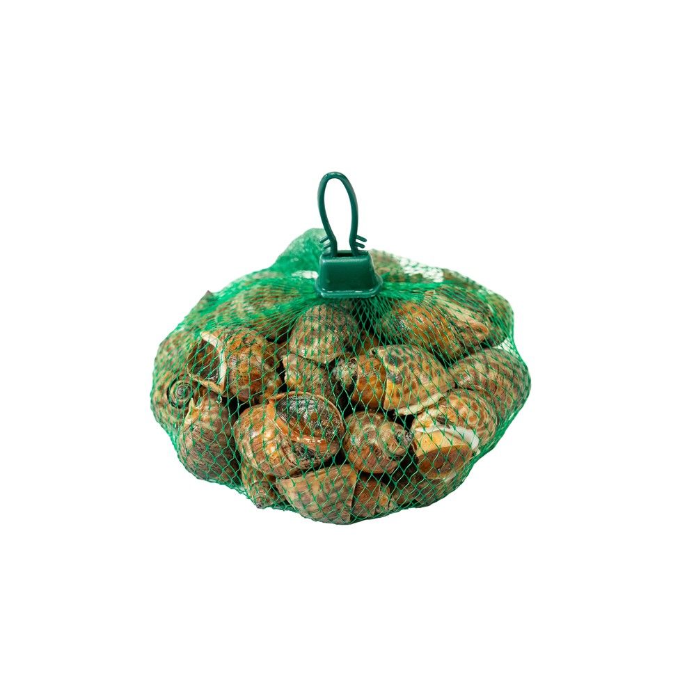 LOTUSS MUD WHELK MEDIUM 30-50 PCS 500 G