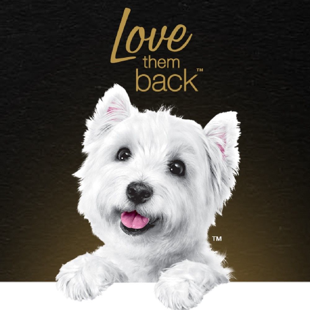 CESAR WET DOG FOOD CHICKEN 100 G.X6