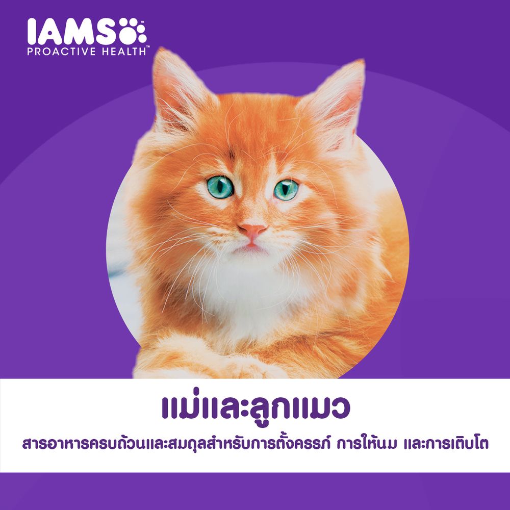 IAMS PROACTIVE HEALTH MOTHER+KITTEN 400G
